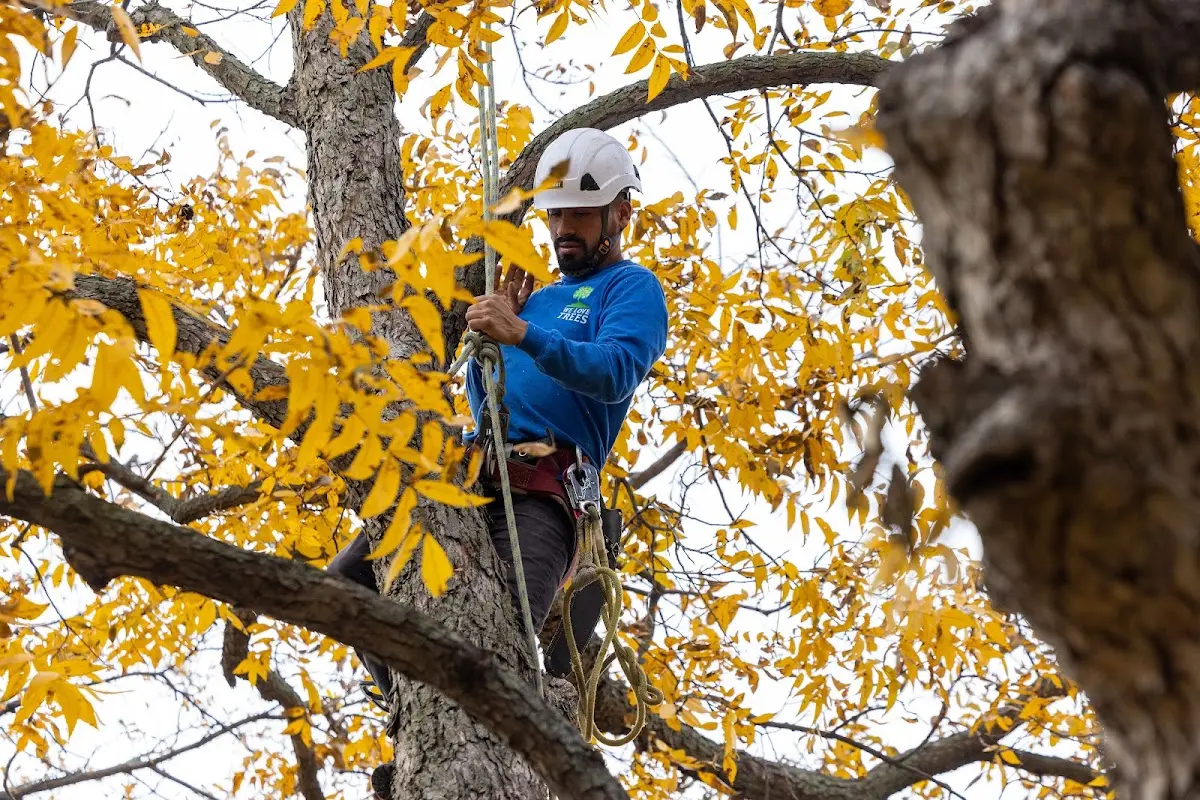 Skilled Tree Planting crew working in Castaic